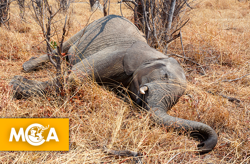 Une première avancée contre la chasse aux trophées