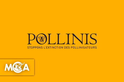 Pollinis : en première ligne pour sauver les abeilles et les pollinisateurs