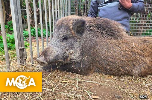 Une mobilisation exemplaire pour sauver Maurice, le sanglier du Val-de-Marne