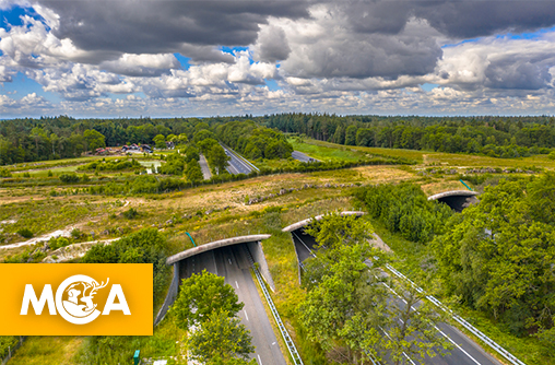 Une pétition pour construire des écoponts et protéger les animaux sur nos routes