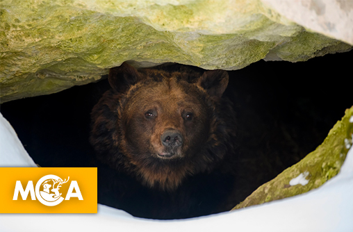 L'hiver suspendu : comment l'ours survit sans manger ni bouger ?