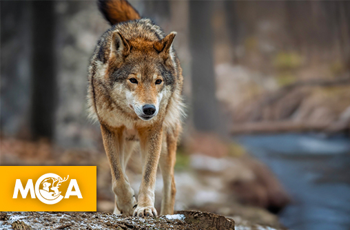 Une louve abattue à Romeyer : un nouveau coup porté à la nature