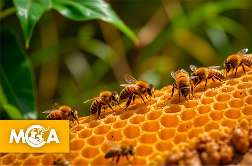 Le langage secret des abeilles, quand la ruche se met à communiquer