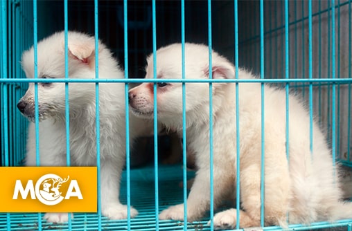 Cinq associations lancent une pétition contre le Salon du Chiot de Chambéry