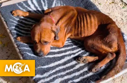 Zaf, un chien sauvé de l’enfer : une pétition pour ses tortionnaires