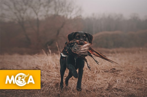 27 chiens meurent asphyxiés à bord d’un bateau : un drame qui aurait pu être évité