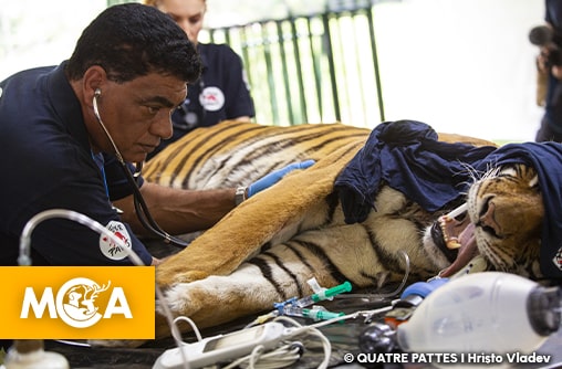 En Argentine, le réseau QUATRE PATTES mène une mission historique pour sauver plus de 60 félins et deux ours