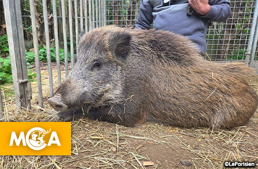 Maurice, le sanglier sauvé de l’euthanasie : une victoire pour la vie et la compassion