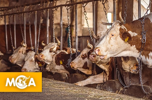 3 000 vaches bloquées en mer depuis des semaines : un scandale qui fait honte à l’humanité