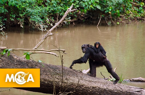 L’incroyable histoire de Rubondo : des animaux de zoo libérés sur une île sauvage