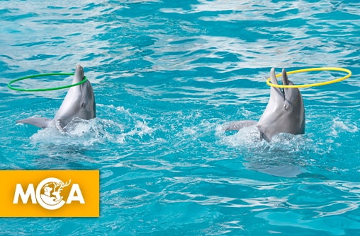 À Beauval, un “refuge” pour dauphins qui cache un nouveau delphinarium