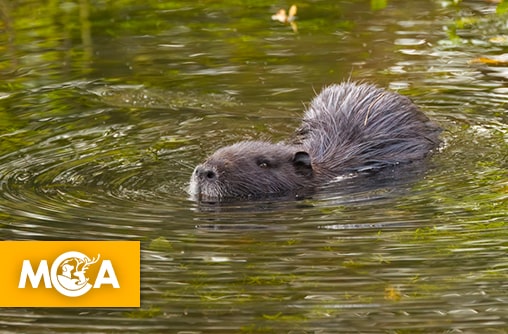 À Lyon, PAZ se bat pour épargner les ragondins du jardin aquatique