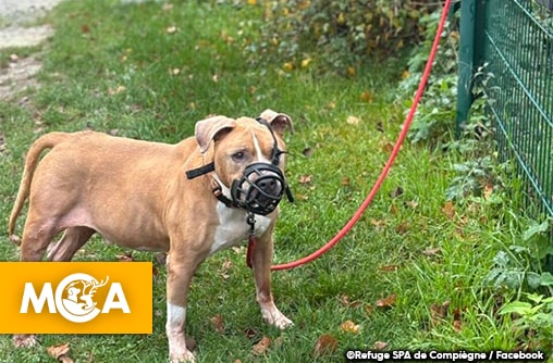 Scandale : un chien de 12 ans lâchement abandonné devant le portail de la SPA de Compiègne