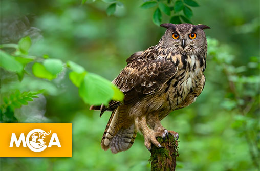 Tout savoir sur le hibou ce maître de la nuit