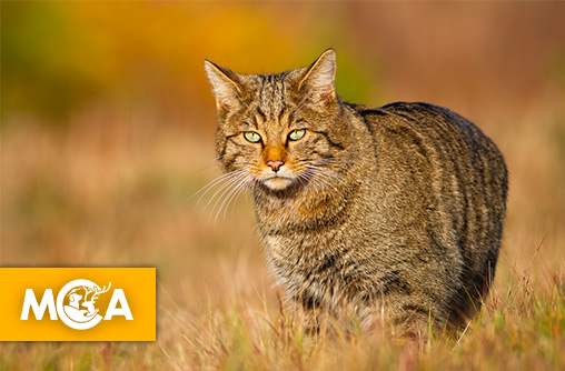 Après plus de 100 ans, le chat sauvage européen pourrait revenir en Angleterre
