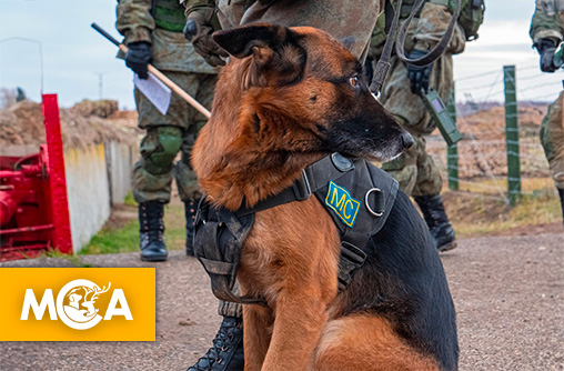 STOP à l’exploitation des chiens comme armes de guerre : une pétition pour mettre fin à une pratique passée sous silence