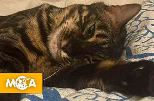 Justice pour Calice : une pétition pour que l’enquête progresse enfin