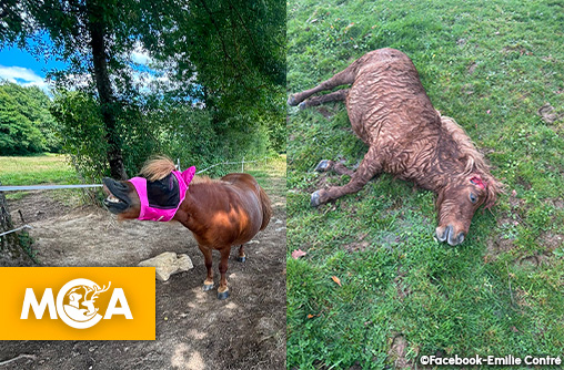 Sissy, une ponette de 22 ans, a été abattue et mutilée près de Bourg-en-Bresse