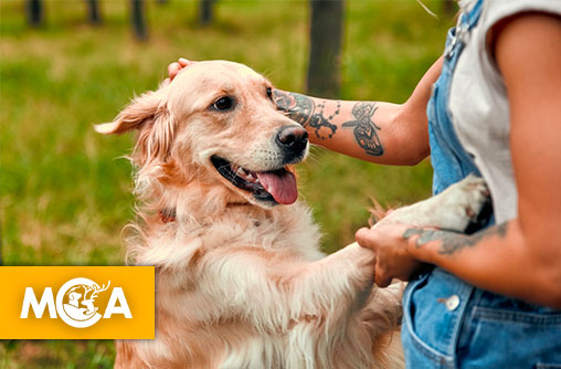 Quand nos émotions se croisent : découvrez les liens surprenants entre humains et golden retrievers