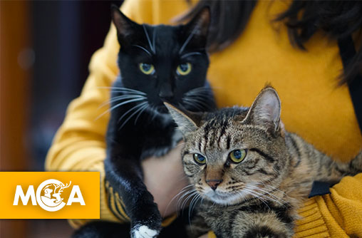 Deux chats sauvés de justesse après un acte de cruauté en pleine inauguration