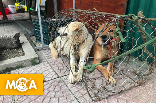 Jakarta dit stop à la viande de chien : un vrai pas en avant dans un pays où la tradition pèse encore