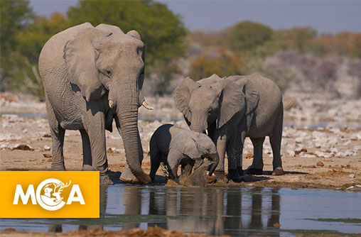 SOS Éléphants de Namibie : Stoppons la vente aux enchères de 170 vies sauvages