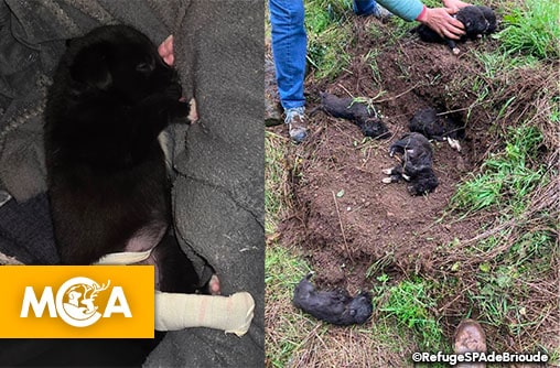 Cantal : six chiots enterrés vivants, une seule survivante se bat pour sa vie