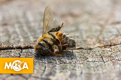 Sauvons les abeilles : signez pour interdire les pesticides tueurs et protéger les pollinisateurs