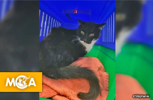 Miracle : après 11 ans d’attente un chat retrouve enfin sa famille