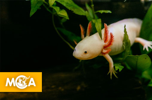 Tout savoir sur l’Axolotl : l’étonnante créature qui se régénère