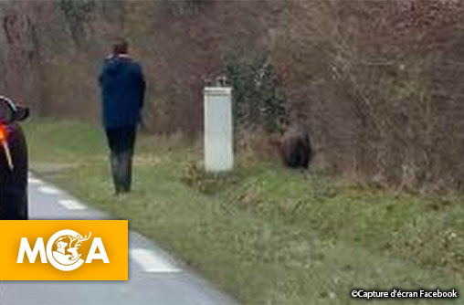 Un sanglier tué par un chasseur en bord de route : une pétition pour protéger la sécurité des citoyens