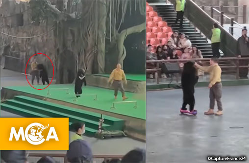Chaos en plein spectacle dans un zoo chinois : Le drame qui expose le danger de l'exploitation des ours