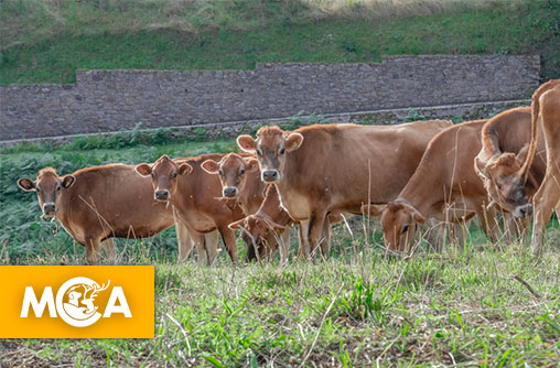 Dermatose nodulaire : 207 vaches abattues en Ariège !