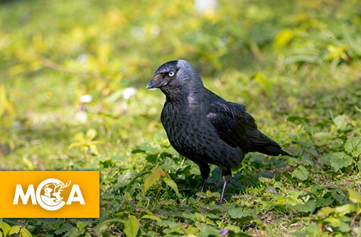 One Voice porte plainte après l’abattage illégal de choucas protégés