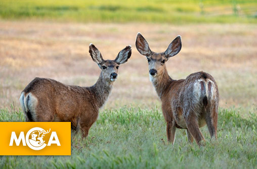 Une pétition pour stopper l’abattage de biches et cerfs dans une propriété privée