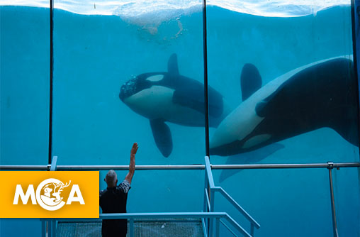 Vers une vie meilleure pour Wikie et Keijo : les deux dernières orques de Marineland se rapprochent d’un sanctuaire