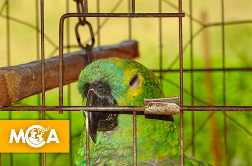 Le commerce de la mort : 30 000 animaux saisis dans un réseau mondial