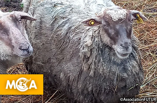 Village préféré des Français : le scandale des moutons à Rochefort-en-Terre