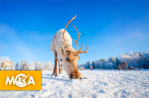 Rennes du Père Noël, découvrez cet animal fascinant au-delà de la légende !