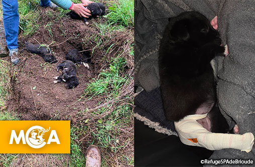 Six chiots enterrés vivants : exigeons justice pour Athéna, l'unique survivante