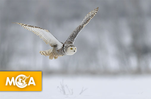 Le Harfang des neiges a disparu de Suède !