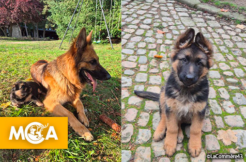 Une mère mutilée et son chiot arraché : le cauchemar d'une famille à Sainte-Sigolène