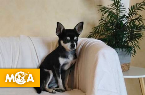 Une pétition pour le chien Billy, tué par un livreur à Albi