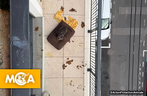 Seine-Saint-Denis : une chienne abandonnée sur un balcon pendant les fêtes