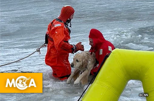 Un sauvetage héroïque pour Phoenix, sauvé des eaux glacées !
