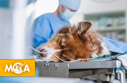 Pétition : pourquoi la justice échoue-t-elle si souvent face à la cruauté animale ?