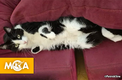 Filou, le chat aventurier, retrouve ses propriétaires après un incroyable périple de 250 km