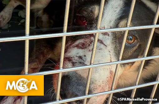 Une pétition pour revoir le jugement dérisoire pour l'affaire du chien Spike