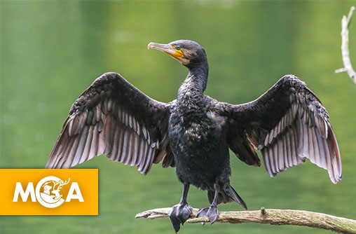 Une pétition pour empêcher l'abattage des cormorans de Joncherey !