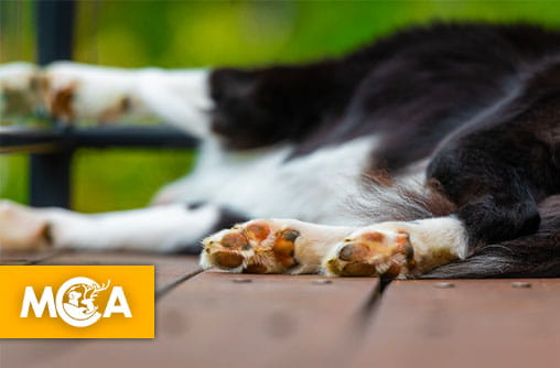 Prisonnier de son balcon depuis des mois : le calvaire d'un vieux chien à Marseille